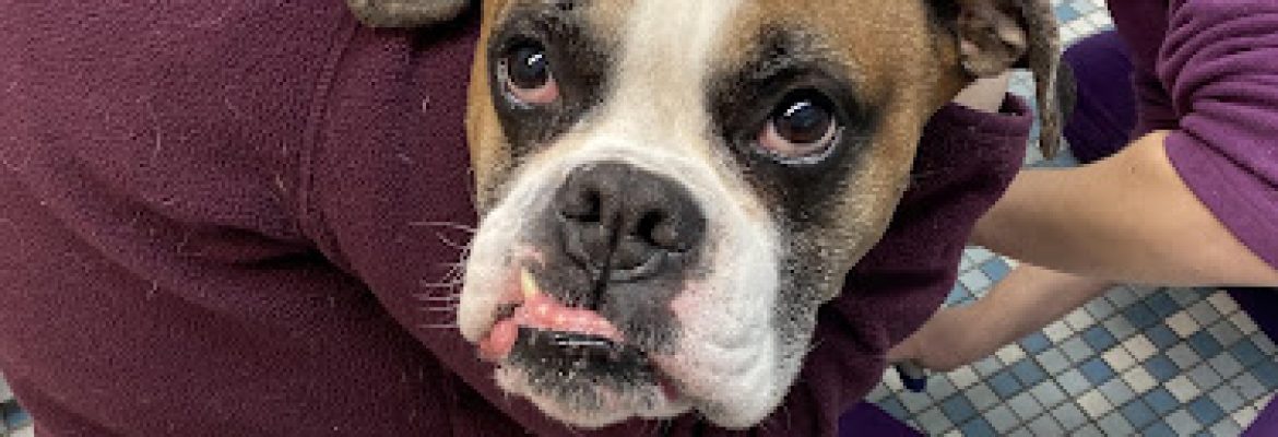 Northeastern Veterinary Care Center