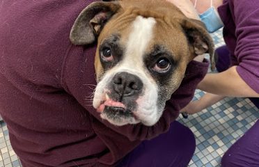 Northeastern Veterinary Care Center