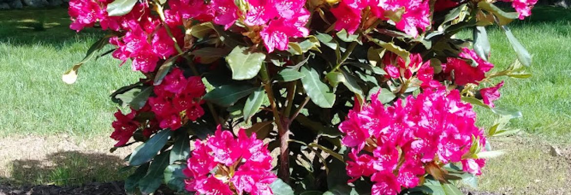 Simon’s Greenhouses