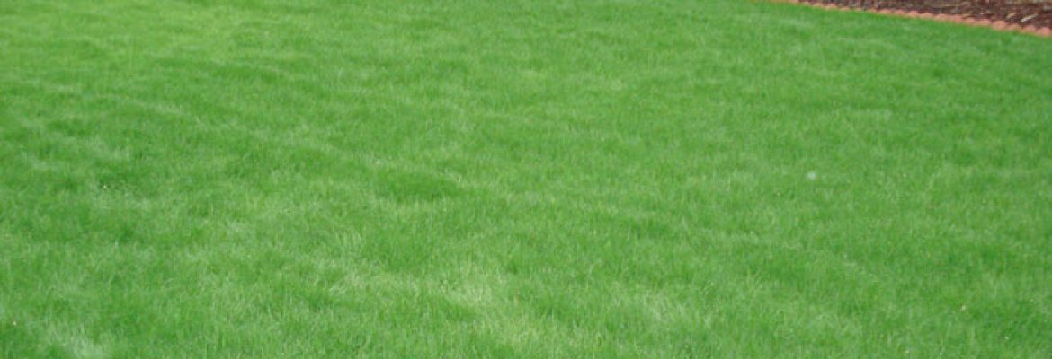 Natural Choice Lawn & Tree Care