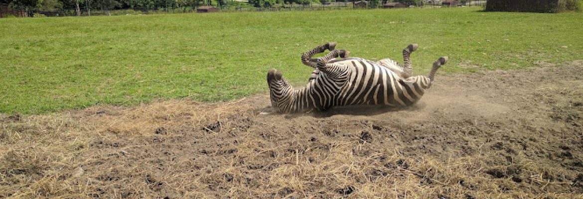 Action Wildlife Foundation