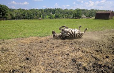 Action Wildlife Foundation
