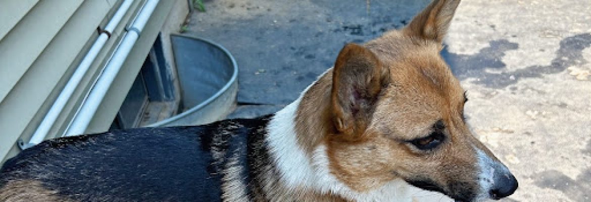 Bittersweet’s Farm Corgis