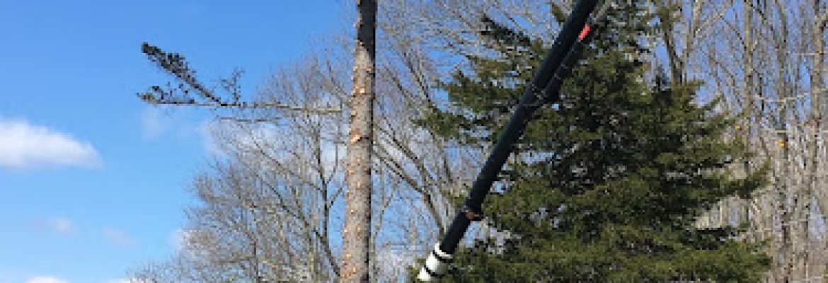 A-1 Tree Service | Tree Removal, Trimming & Stump Grinding CT