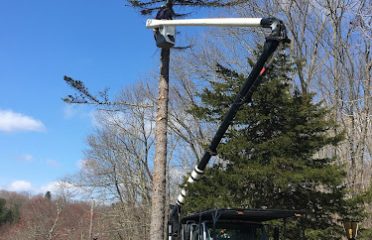 A-1 Tree Service | Tree Removal, Trimming & Stump Grinding CT
