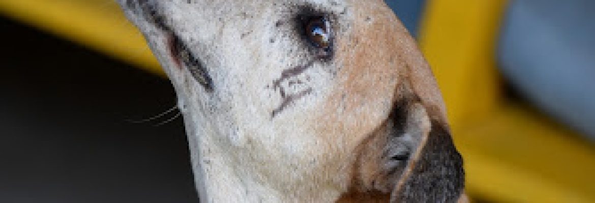 Fundacion perros sin nombre