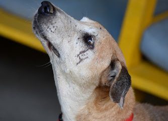 Fundacion perros sin nombre