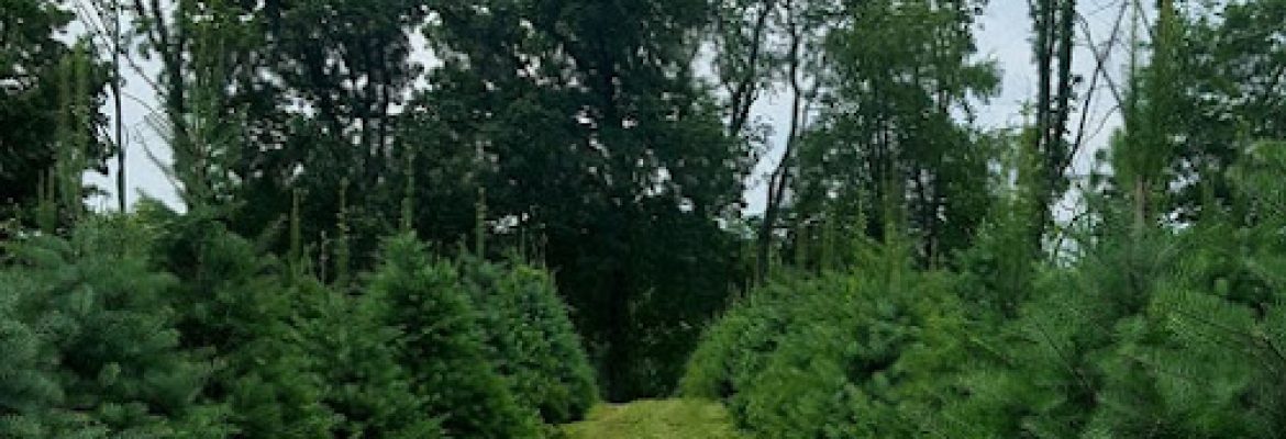 Angevine Christmas Tree Farm & Pumpkin Patch