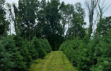 Angevine Christmas Tree Farm & Pumpkin Patch