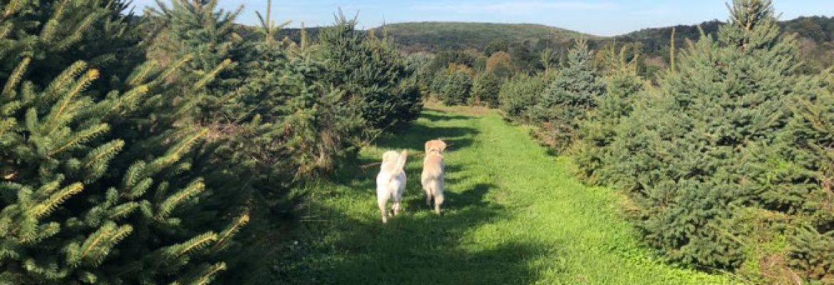 Herzig Family Tree Farm