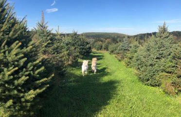 Herzig Family Tree Farm
