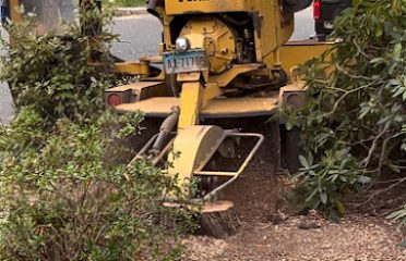 New England Tree Experts