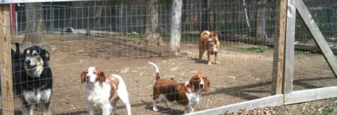 Morning Star Farm Pet Resort