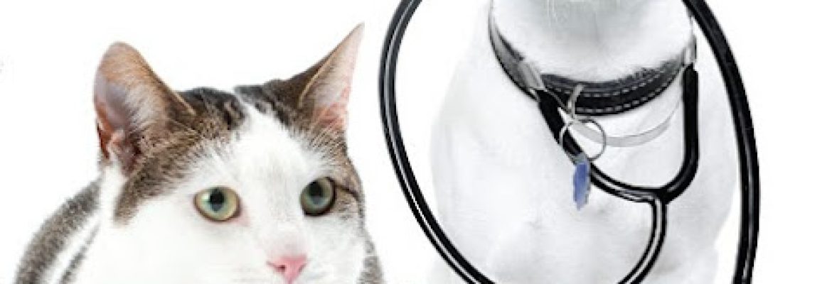 Nutmeg Spay/Neuter Clinic