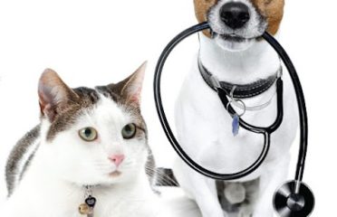 Nutmeg Spay/Neuter Clinic