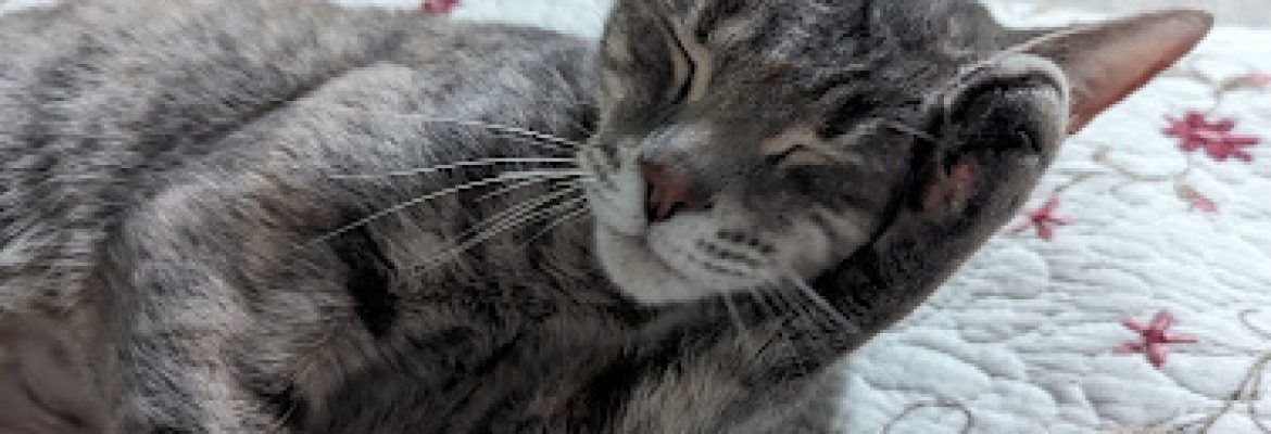 East Haven Animal Shelter