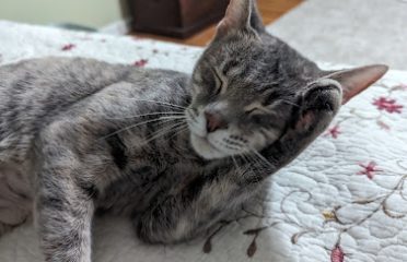East Haven Animal Shelter