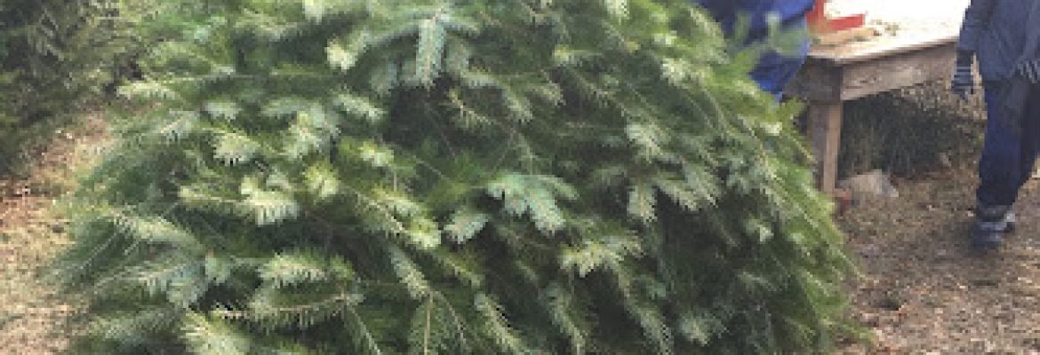 Windswept Tree Farm
