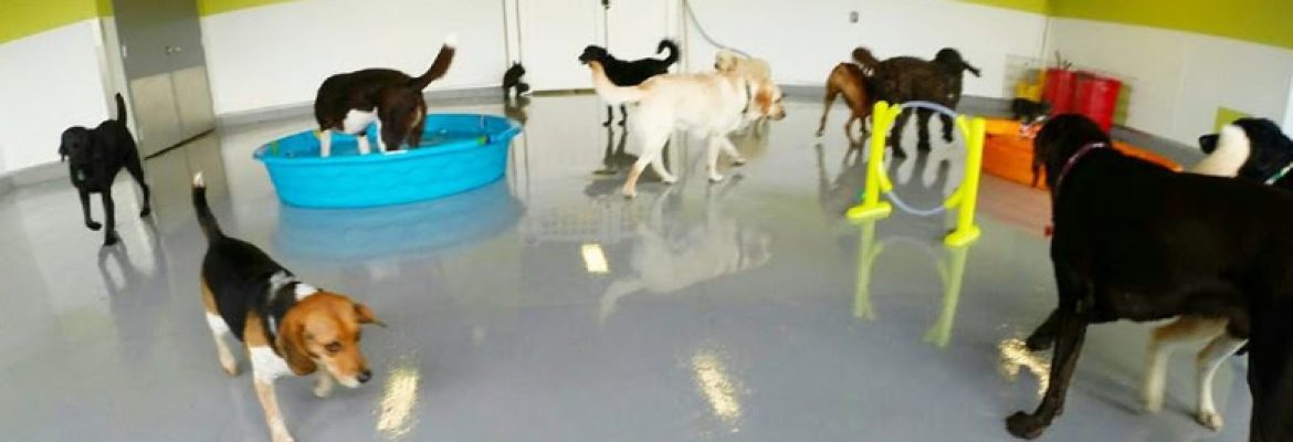 Pooch Hotel Norwalk