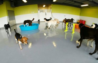 Pooch Hotel Norwalk