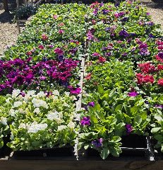 Old Saybrook Garden Center