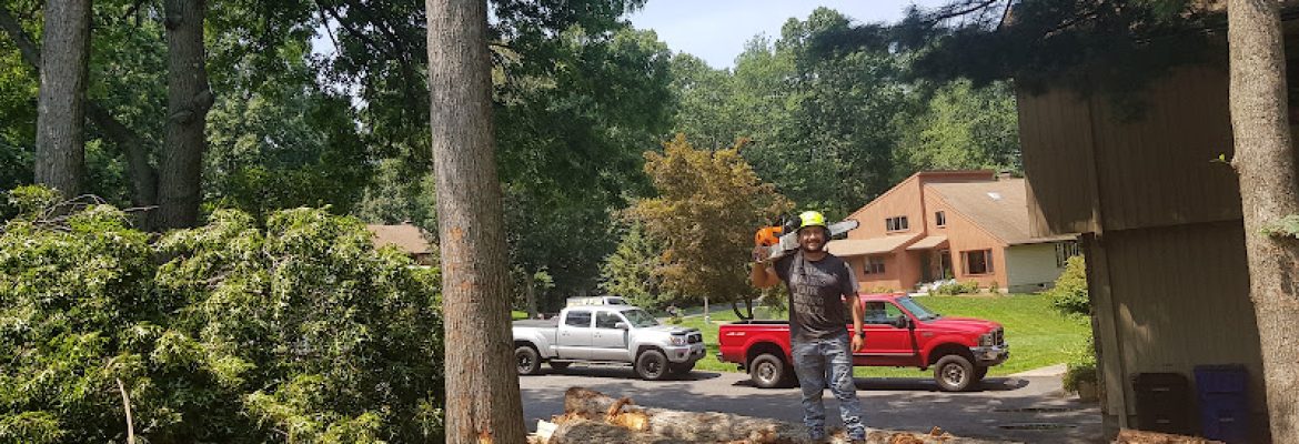 CASTRO’S TREE SERVICES LLC