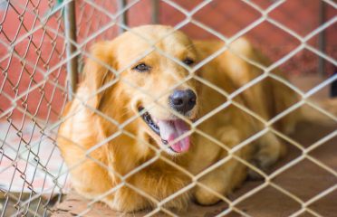 Barnhill Kennels
