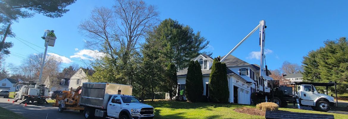 Trout Brook Arborists