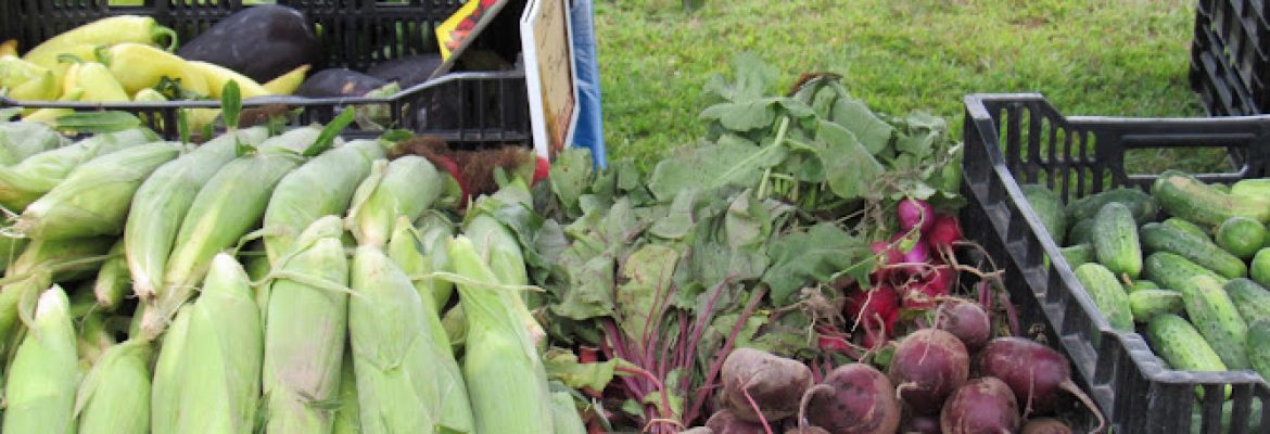 Stefanfarms