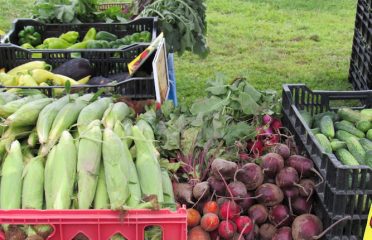 Stefanfarms