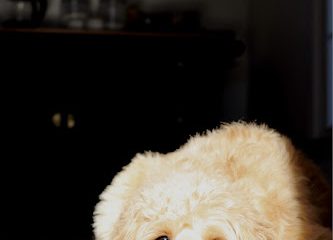 Our Companions Animal Rescue