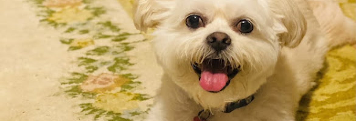 Ash Creek Animal Hospital & Spa