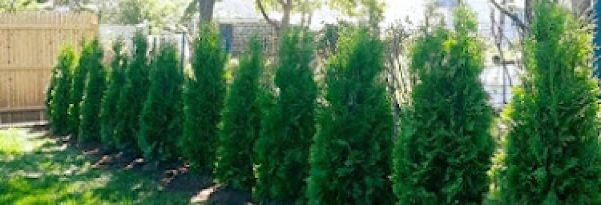 Independent Arborists and Consultants LLC