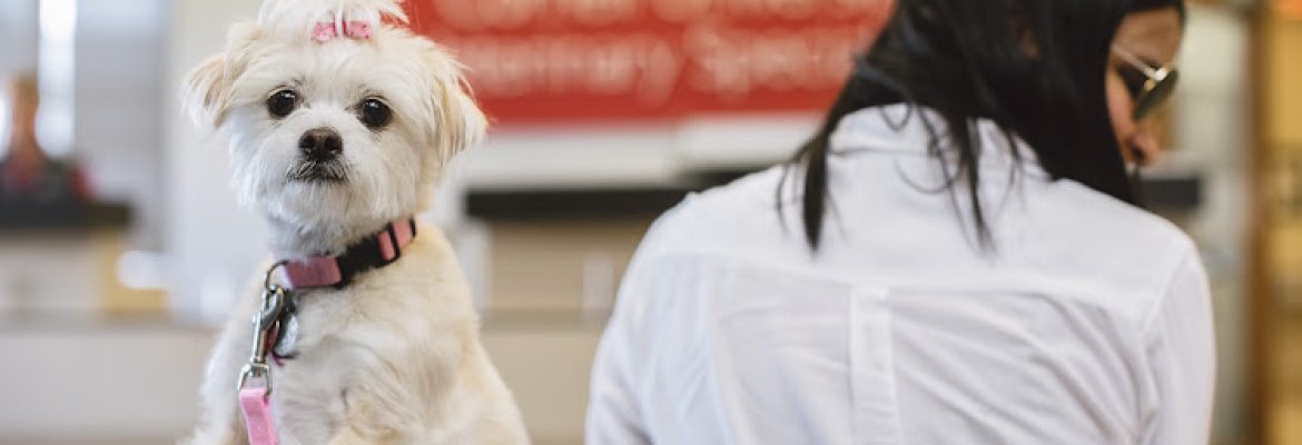 Cornell University Veterinary Specialists