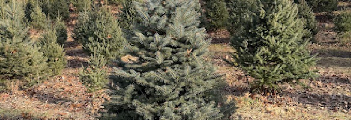 Joes Tree Farm