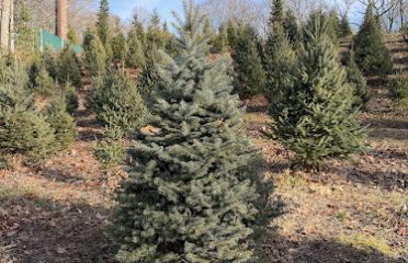 Joes Tree Farm