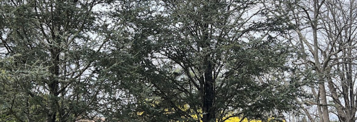 Long Meadow Landscaping