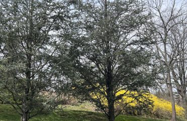Long Meadow Landscaping