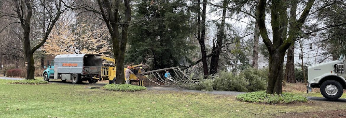 Grimshaw Tree Service