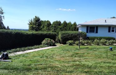Al’s Tree and Shrub Care