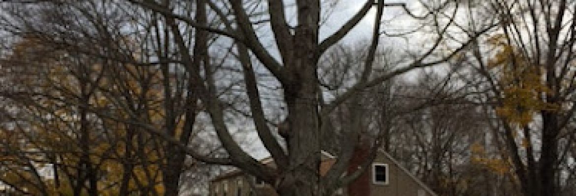 White Oak Tree & Landscaping