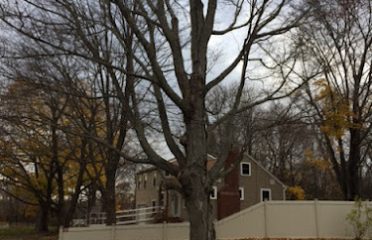 White Oak Tree & Landscaping