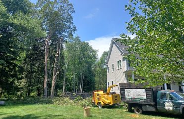 Jose Salinas Tree Service