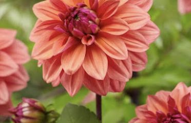 October Hill Flower Co