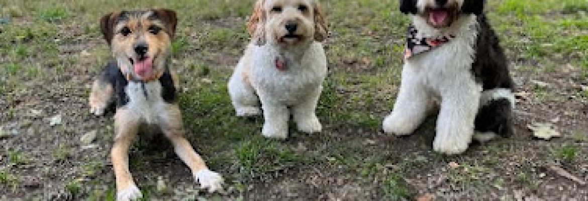 Katalyst Kennels