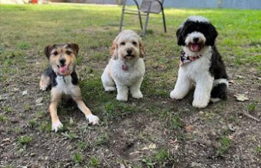 Katalyst Kennels