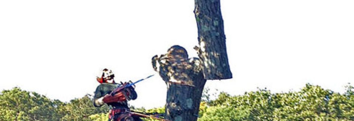 TLC Tree Service, Inc.