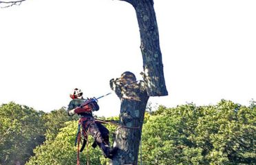 TLC Tree Service, Inc.