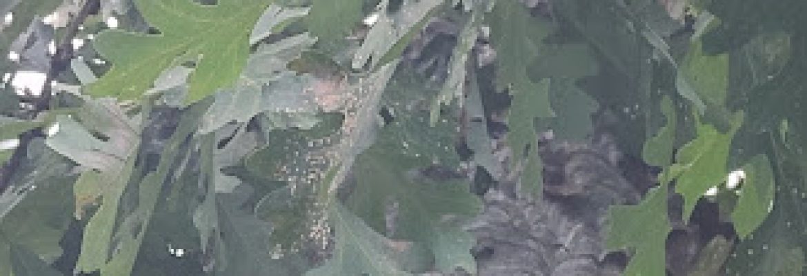 Green Smart Pest Control, LLC