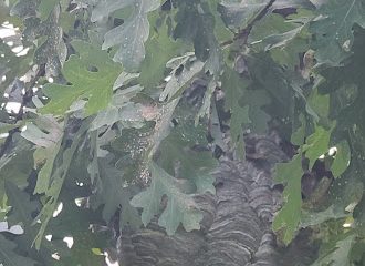 Green Smart Pest Control, LLC